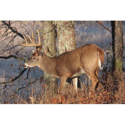 " Frosty White-Tailed Buck "