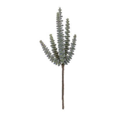 Plante grasse