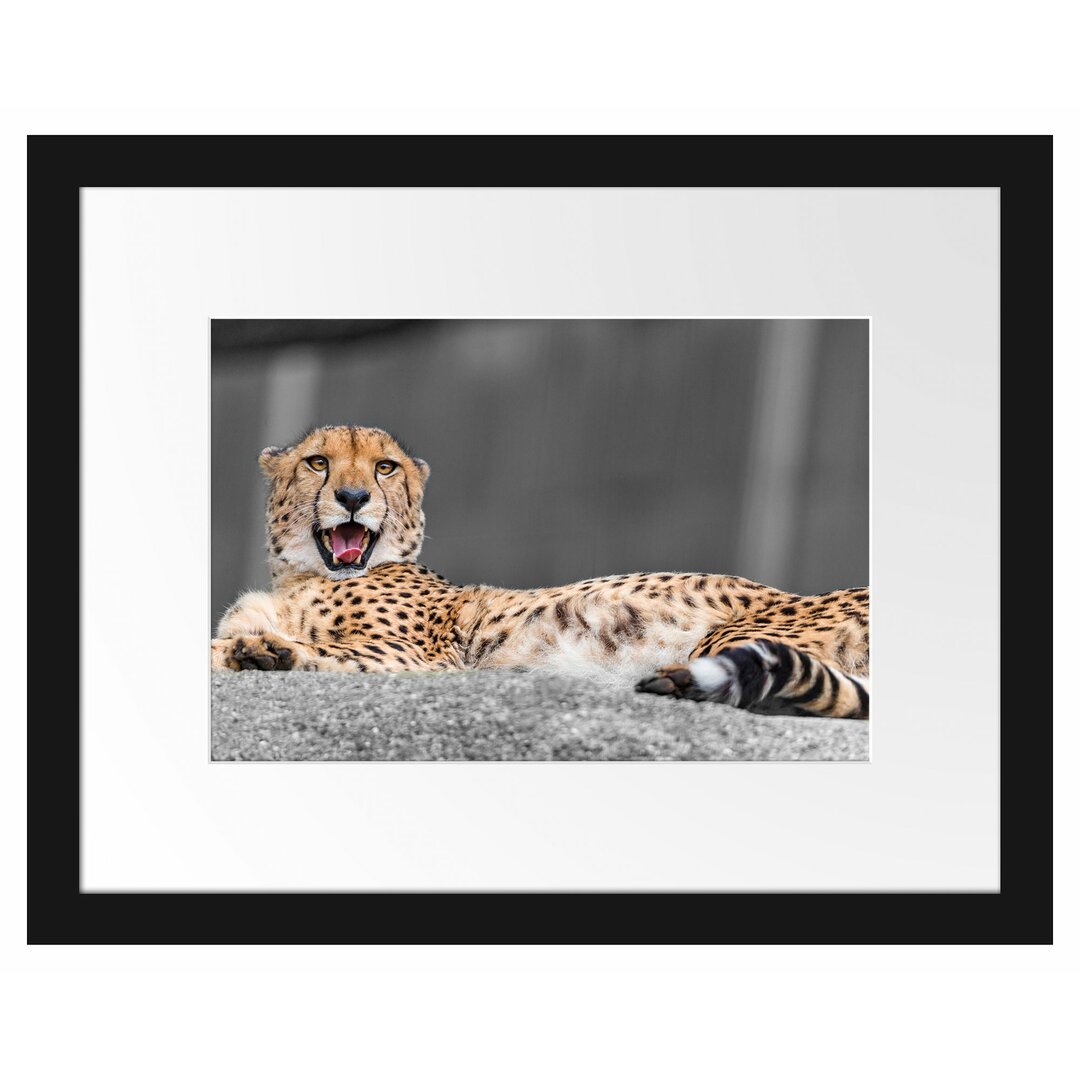 Gerahmtes Poster Sleeping, Beautiful Leopard