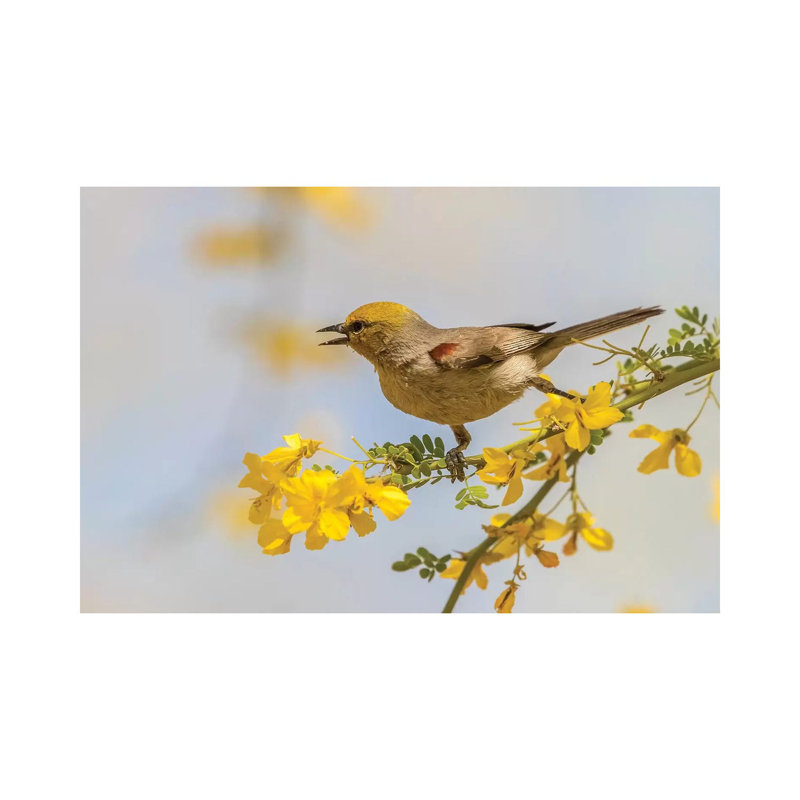 USA, Arizona, Sonoran Desert. Verdin Bird On Limb. by Jaynes Gallery - Wrapped Canvas Print, 30.48cm H x 45.72cm W
