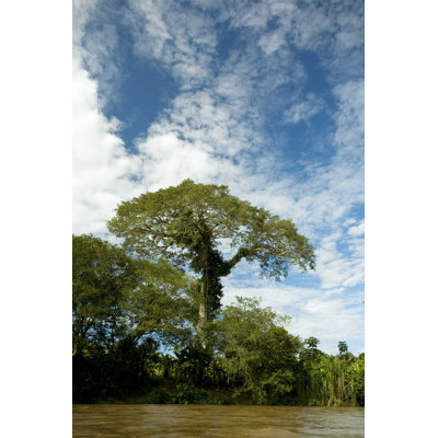 " Kapok Tree "