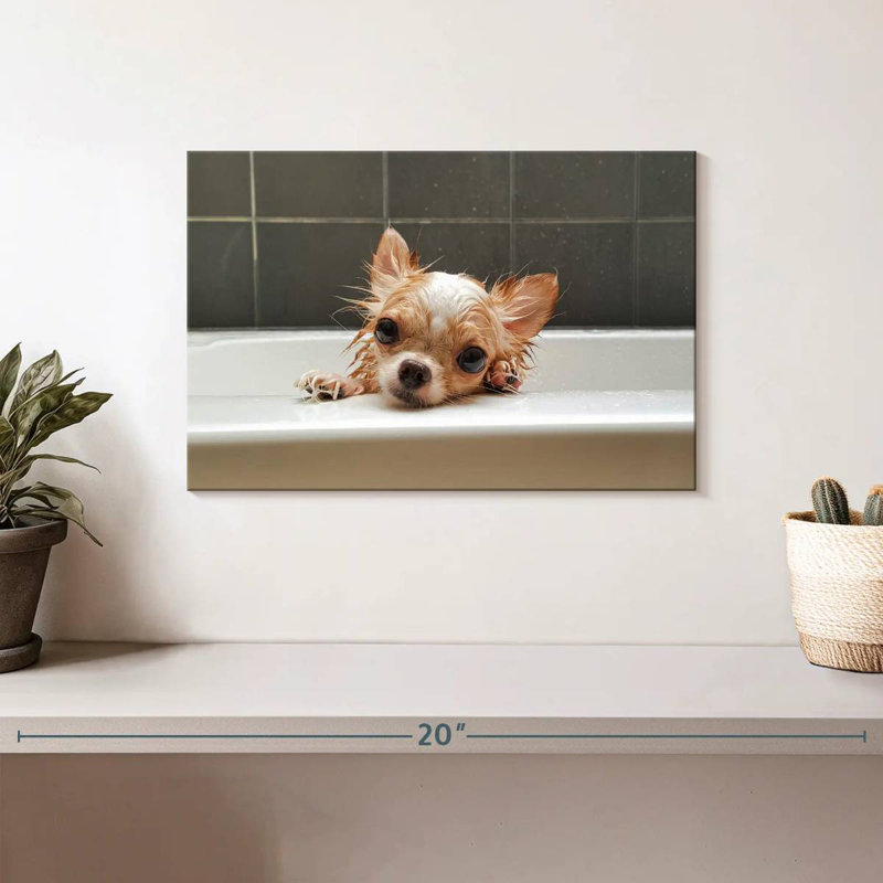 Brampt Chihuahua Bathing, H 8 po x l 12 po