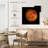 Oberle Venus Close Up-109235546