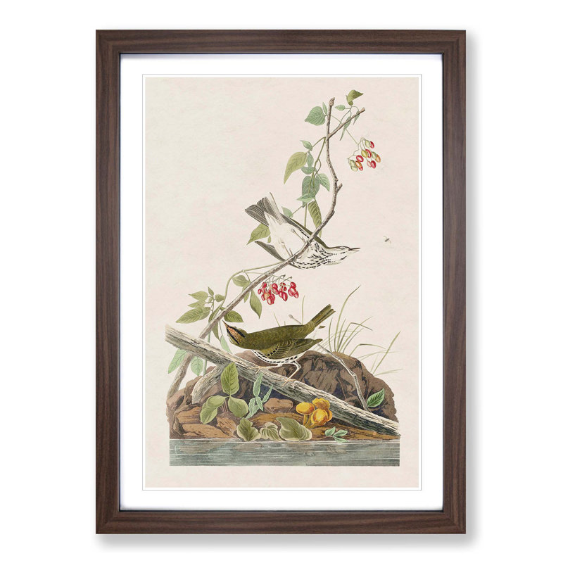Golden-Crowned Thrush by John James Audubon - Picture Frame Art Print, 36cm H x 27cm W x 2cm D, Walnut Framed