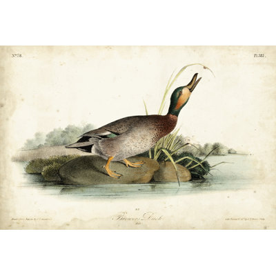 " Audubon Ducks V " by James Audubon Painting Print