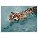 Tiger Swim 2 Print by Mat Sanders