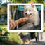 Foldable Pet Pet Stroller-91604313