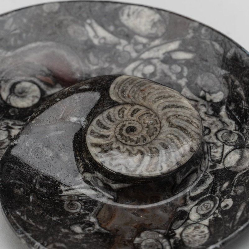 Polished Ammonite And Orthoceras Fossil Plate (1.2 Lbs), 0.25" H x 4.5" W x 4" D