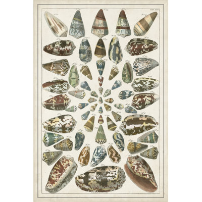 Grand Seba Shells V - Painting