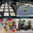 Rainforest Grade A Landscaping Rocks