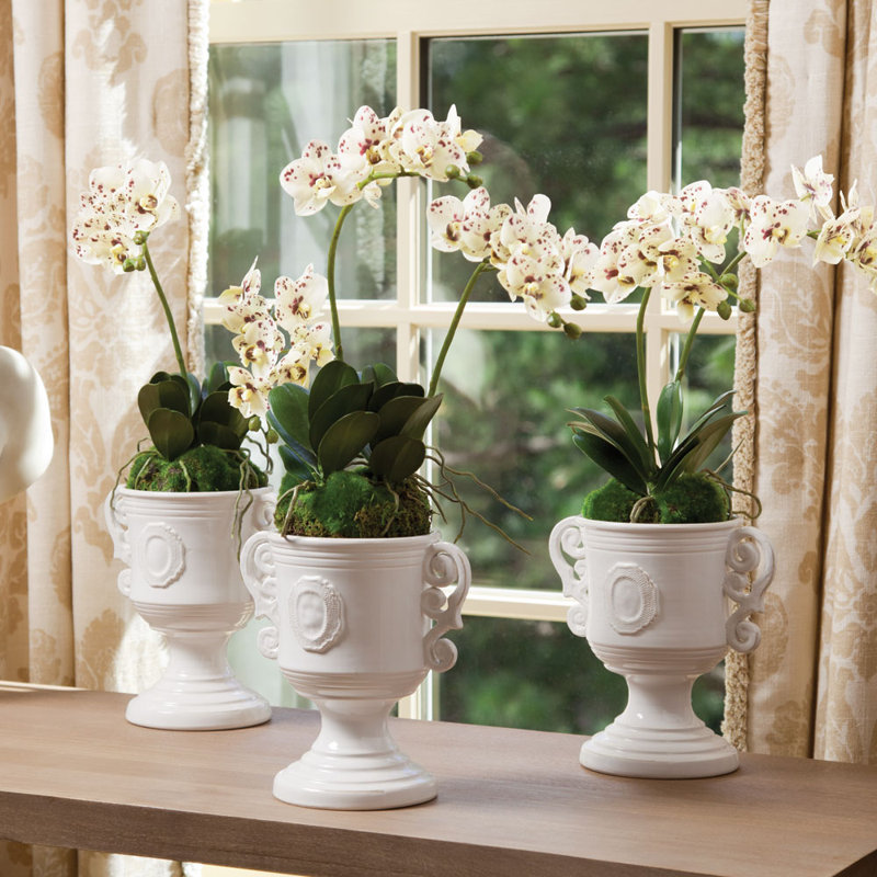 Orchidée Stiles