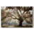 Virginia Oak -Gallery Wrapped Cavas-1067051638