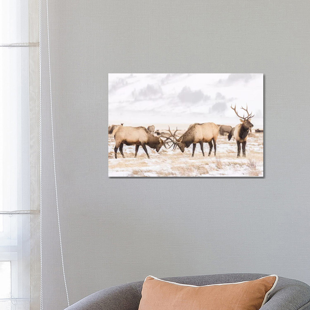 USA Wyoming National Elk Refuge Bull Elks Fighting In Winter by Jaynes Gallery - Wrapped Canvas Painting