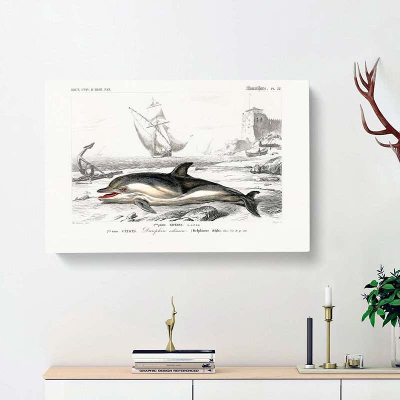 Beached Dolphin by Charles D' Orbigny - Wrapped Canvas Painting, 35cm H x 50cm W x 3cm D