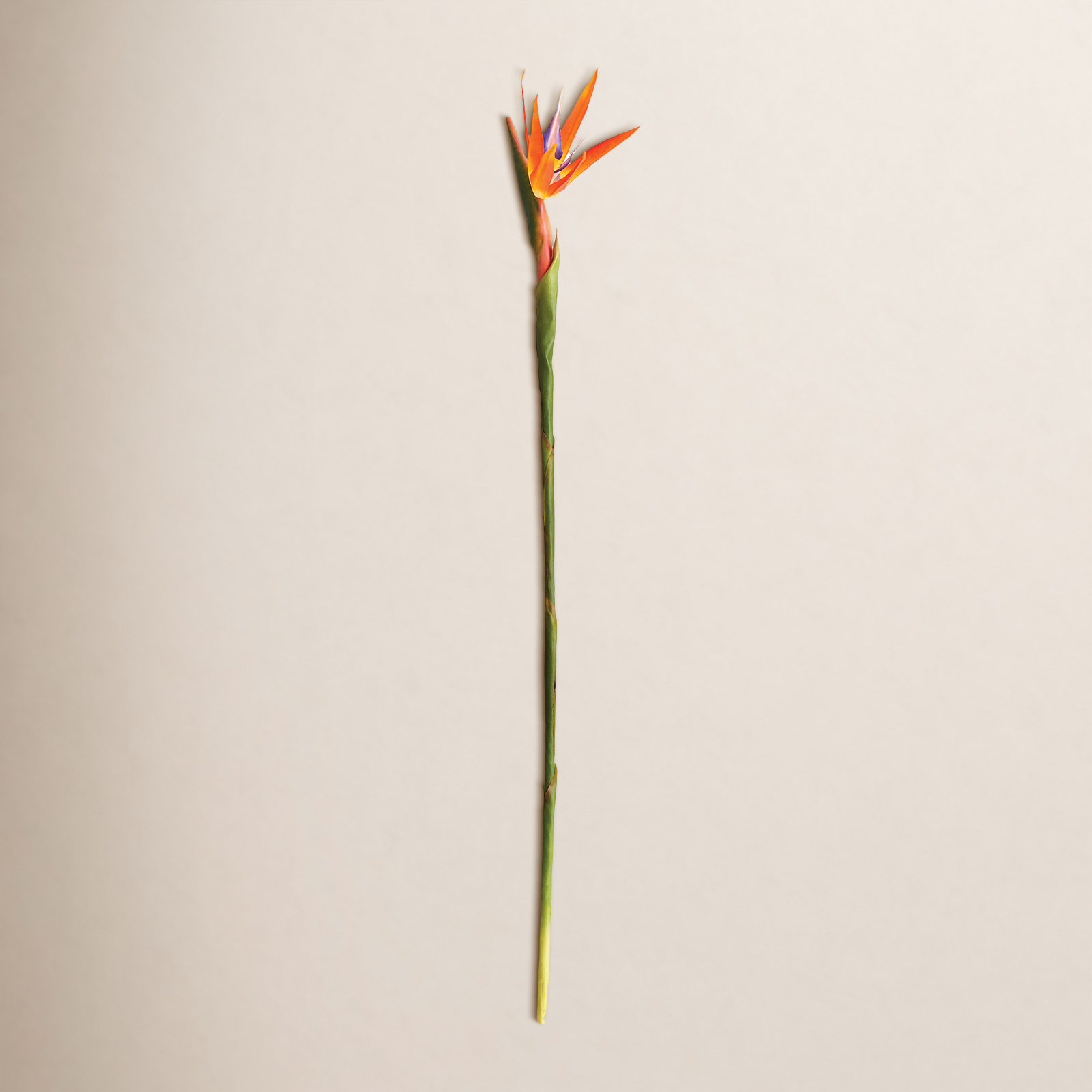 Bird of Paradise Stems