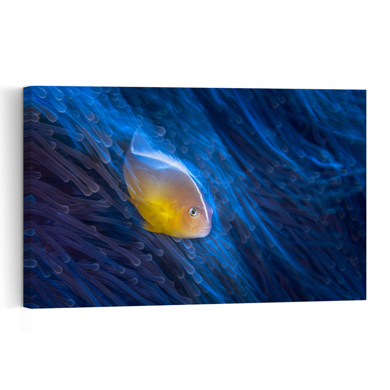 Vibrant Anemone Fish Peaceful Serene Tranquil Fish Nature Ocean Wall Art Print 1 Piece Wrapped Canvas Wall Art