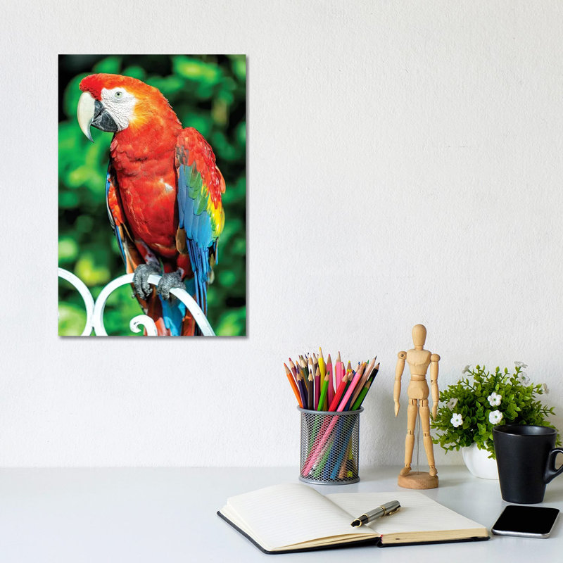 Macaw I by Glauco Meneghelli - Wrapped Canvas Print, 20.32 cm H x 30.48 cm W