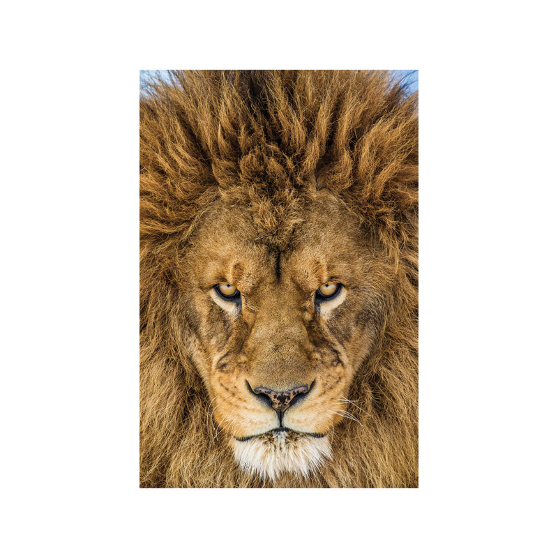 Serious Lion by Mike Centioli - Wrapped Canvas Print, 66.04 cm H x 45.72 cm W x 1.91 cm D