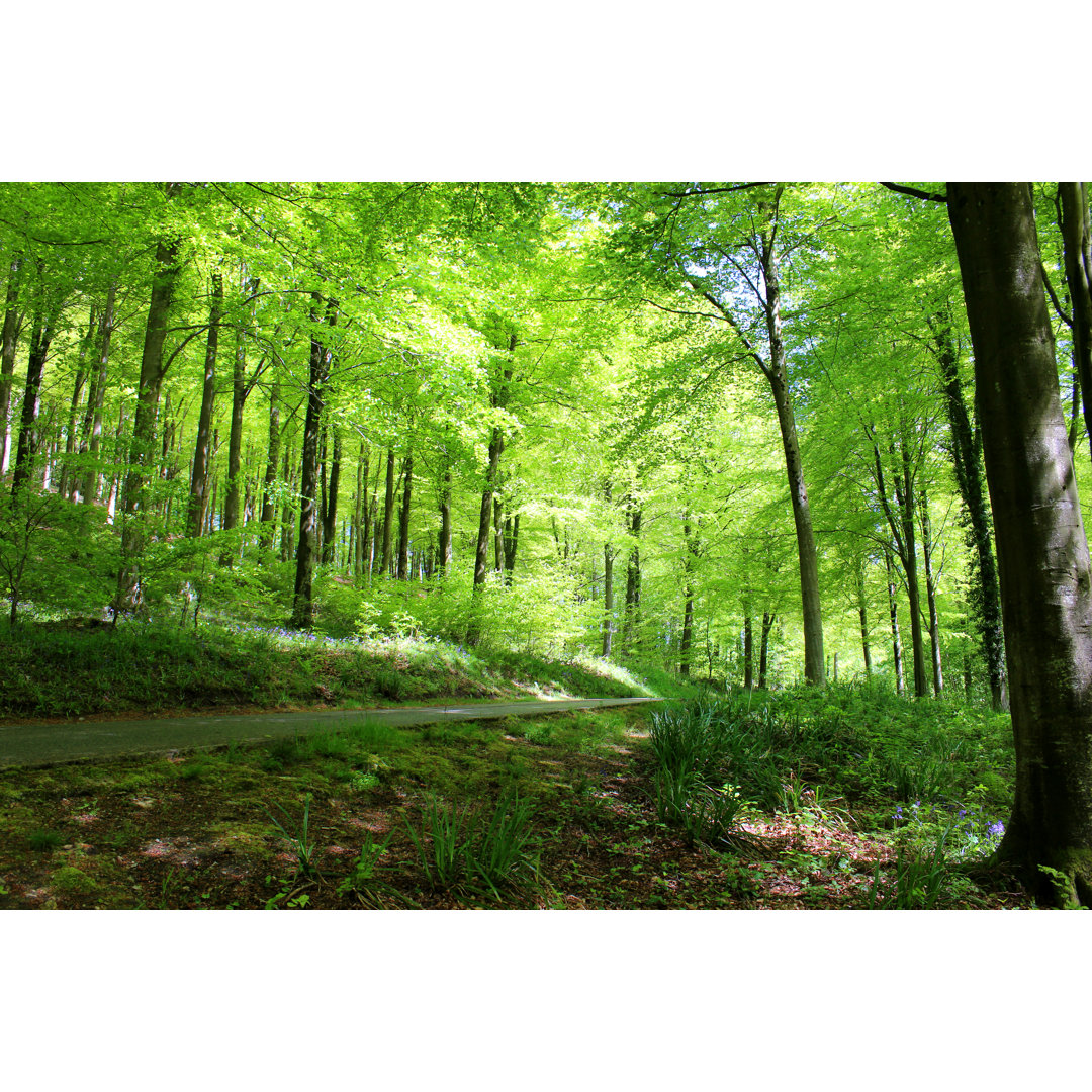 Rotbuche (Fagus Sylvatica) In Woodland, Frühling Laub von Mtreasure - Drucken