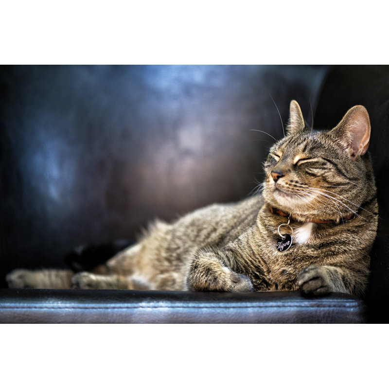 Tabby Cat - Wrapped Canvas Print, 30cm H x 46cm W x 3.8cm D