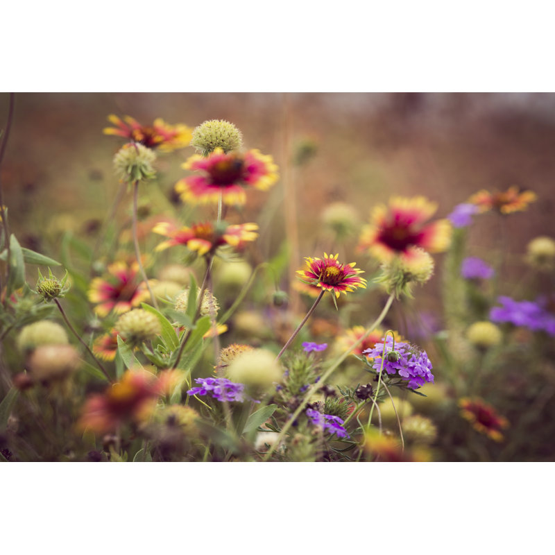 Wild Blooms IV - Wrapped Canvas Print, 30cm H x 46cm W x 3.8cm D