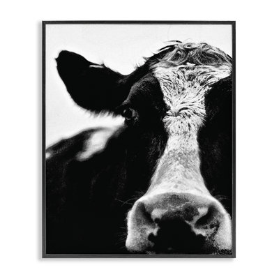 'Cow Close Up' Photographic Print