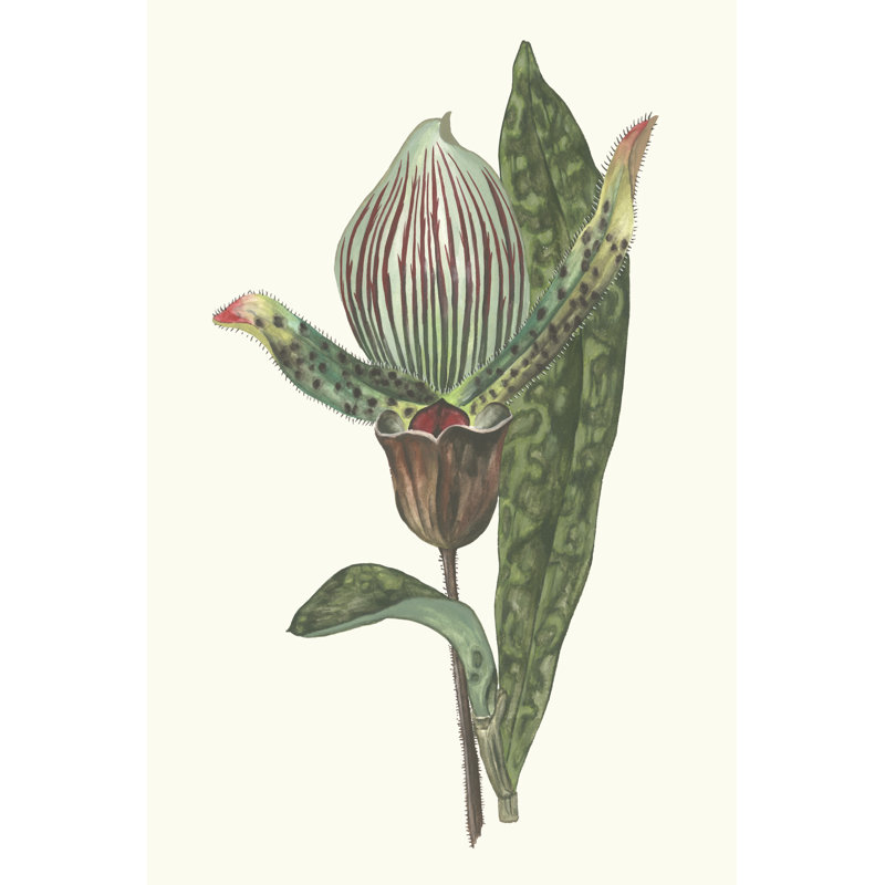 Orchid Display III - Wrapped Canvas Art Prints, 46cm H x 30cm W x 3.8cm D