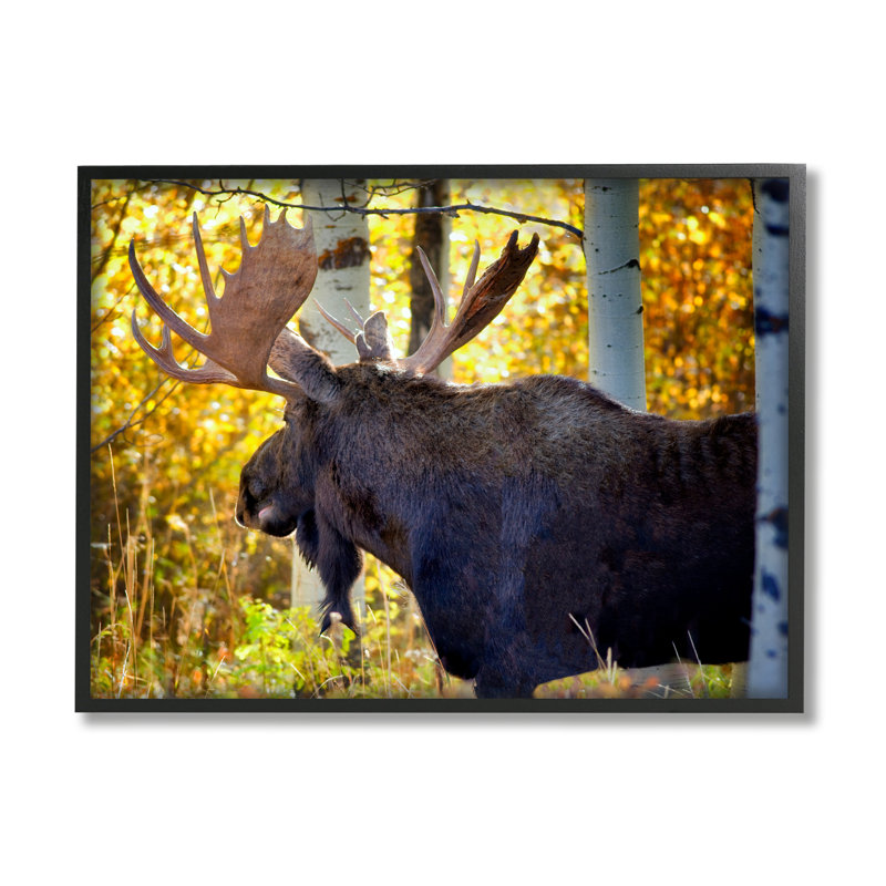 «Moose», feuillage d'automne encadré sur bois par Dennis Frates, photographie, Giclée encadrée noir minuit