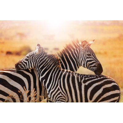 " Close-up Portrait Of Mother Zebra With Its Foal " by Serrnovik