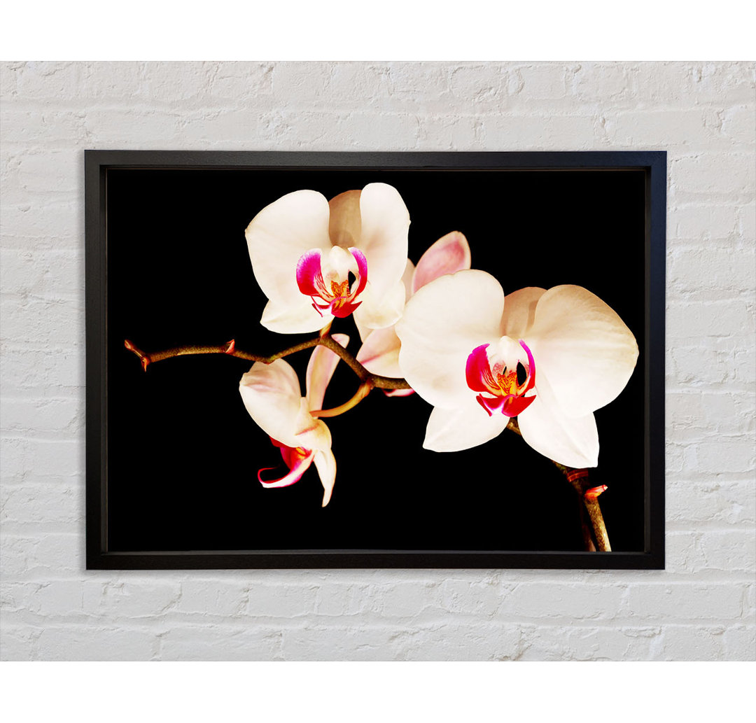 Schmetterling Orchideenblüten - Einzelner Bilderrahmen Kunstdrucke auf Leinwand