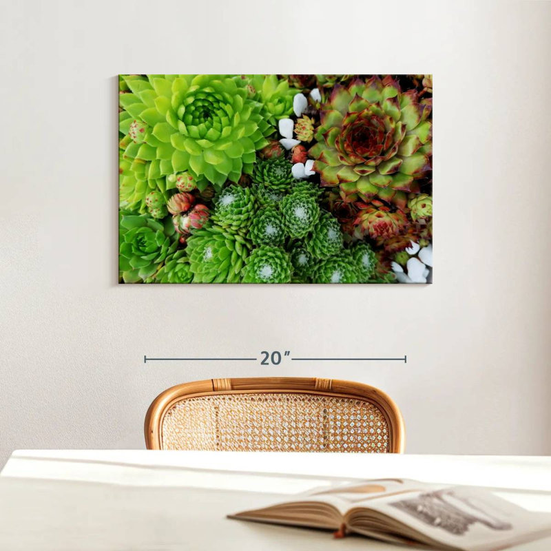 Harnek Succulent Varieties, 16" H x 24" W
