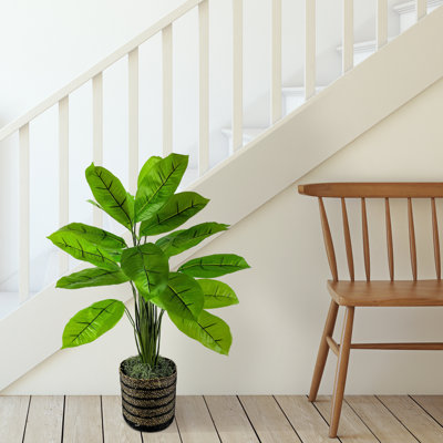 36'' Faux Rubber Plant in Wicker/Rattan Basket