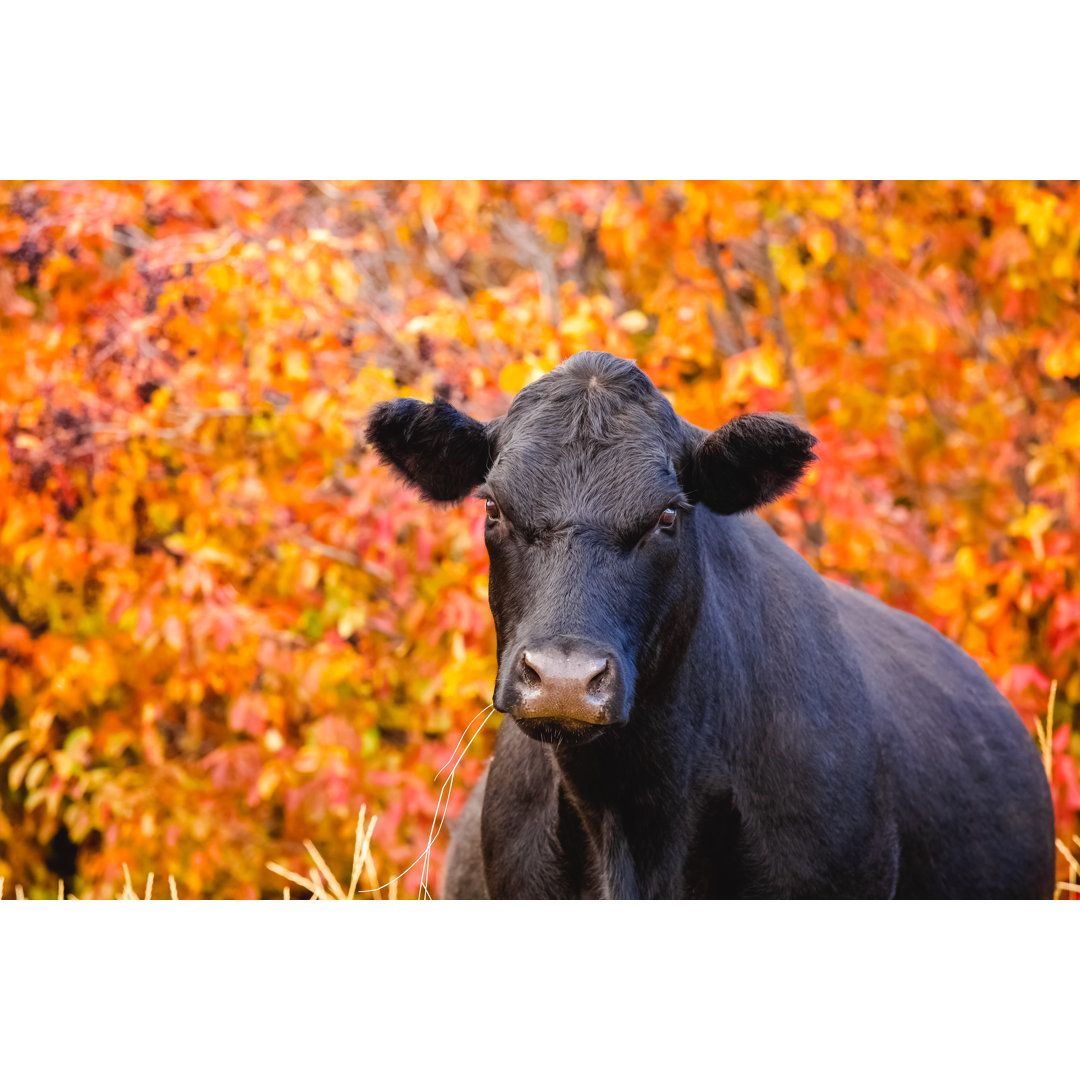 Black Angus Cow von Debibishop - Leinwandbild