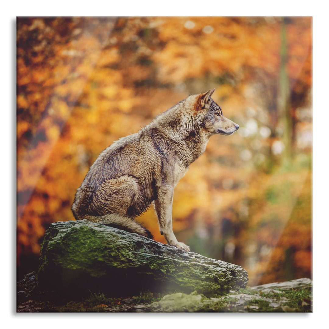 Glasbild Wolf sitzt auf einem Stein im Herbstwald