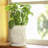 8" Venice Planter, 2-pack