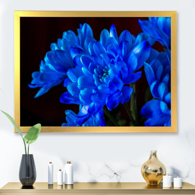 «Blue Chrysanthemum Flowers on Black II», photographie sur toile