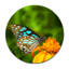 Beautiful Butterfly Print-23528100
