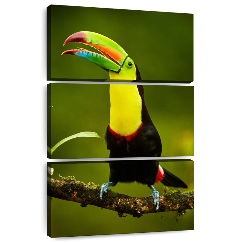 Toucan arc-en-ciel Brampt, H 38 po x l 24 po