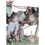Enchanted Outing Children Figurine