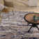 Floreat Abstract Indoor Rug