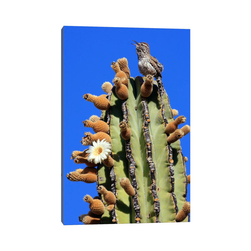 Cactus Wren Singing Atop Cardon Cactus, El Vizcaino Biosphere Reserve, Mexico by Cyril Ruoso - Wrapped Canvas Print