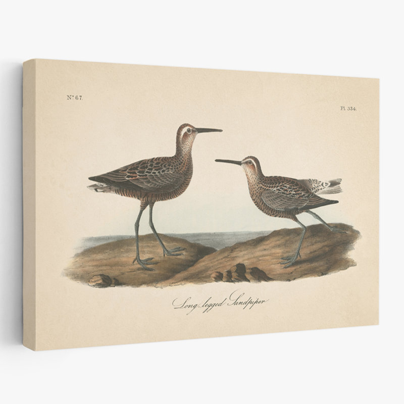 Bécasseau côtier et rétro à longues pattes, H 48 po x l 32 po