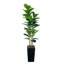 Plant-1111684099-1111684096