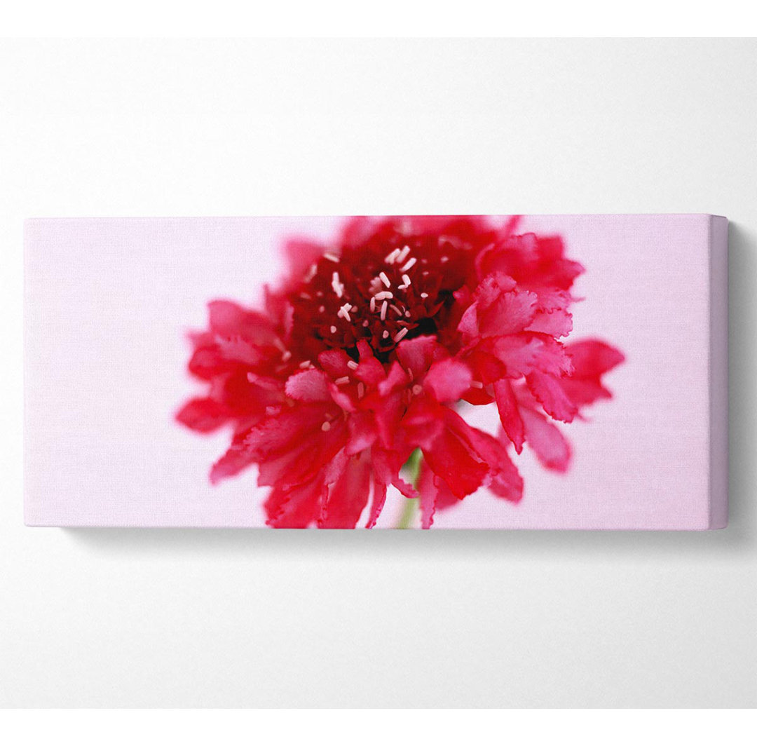 Pink On Pink Pom Pom - Leinwanddrucke auf Wrapped Canvas