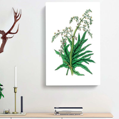 Chinese Rhubarb Illustration - Wrapped Canvas Painting
