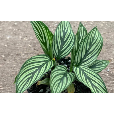 House Plant Shop Live Plant