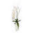 Orchid Arrangement in Vase