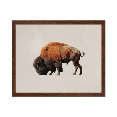 Bison bull