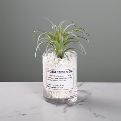 Plante grasse 7,48 po