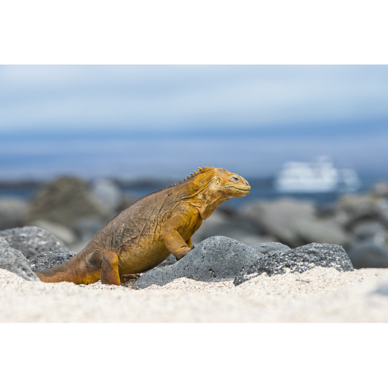 North Seymour Island par Guenterguni, H 32 po x l 48 po